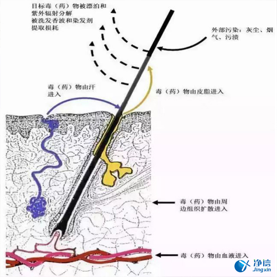  毛發(fā)毒品檢測儀檢測腿毛竟可以測出吸毒?做了全身脫毛也可以？